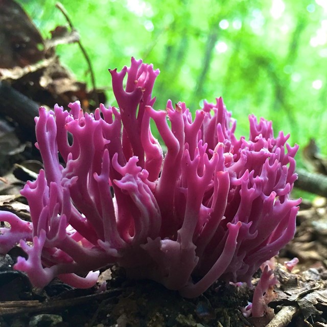 Violet coral at Kennesaw Mountain National Battlefield Park