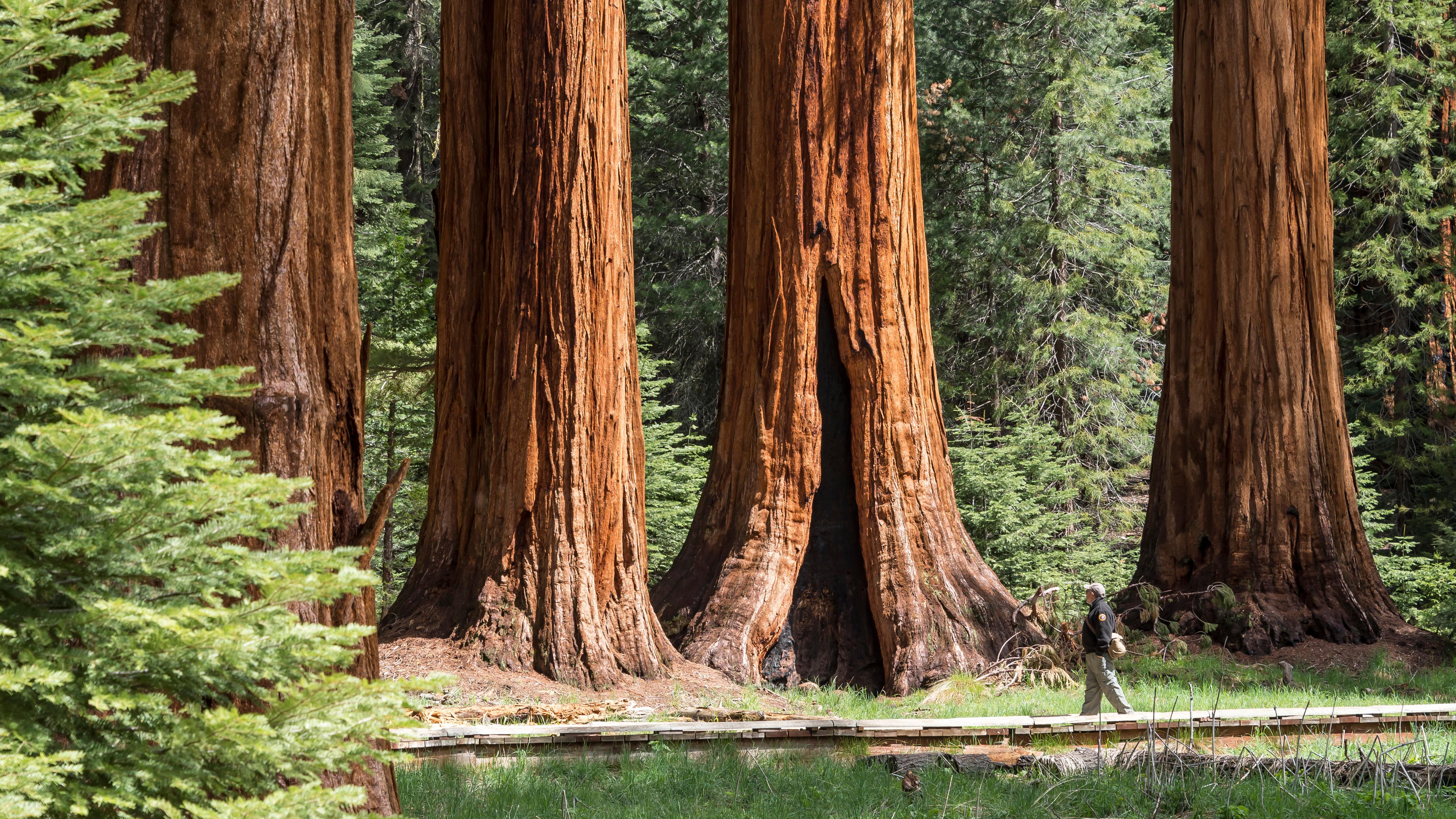 A visitor walks by a group of sequoia trees.
