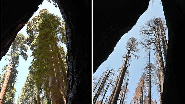 Two views from a sequoia fire scar: Sugar Bowl Grove before and after KNP Complex Fire
