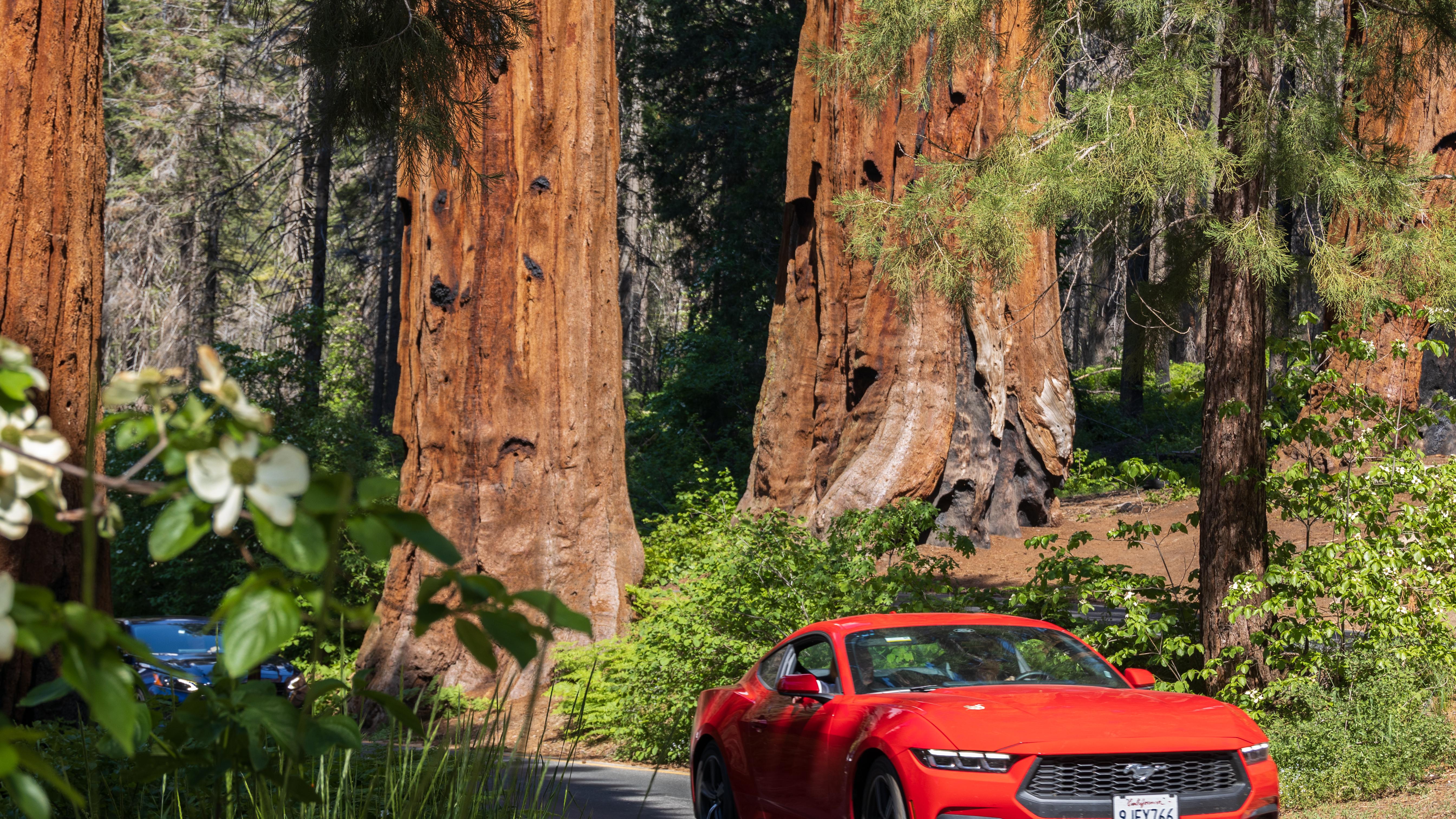 A red car drives through large sequoia trees.