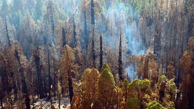 Aerial view of smoke and browned foliage burned giant sequoias