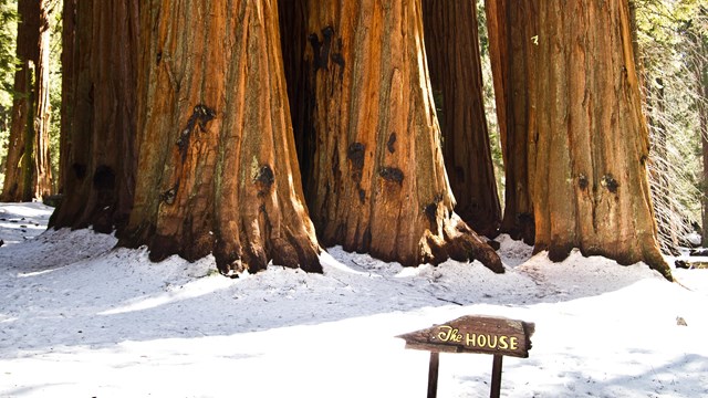 A man walks near giant sequoias. Photo by Alison Taggart-Barone.