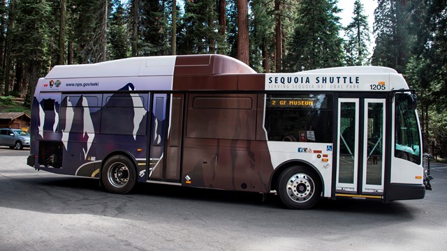 A large bus with sequoia graphics