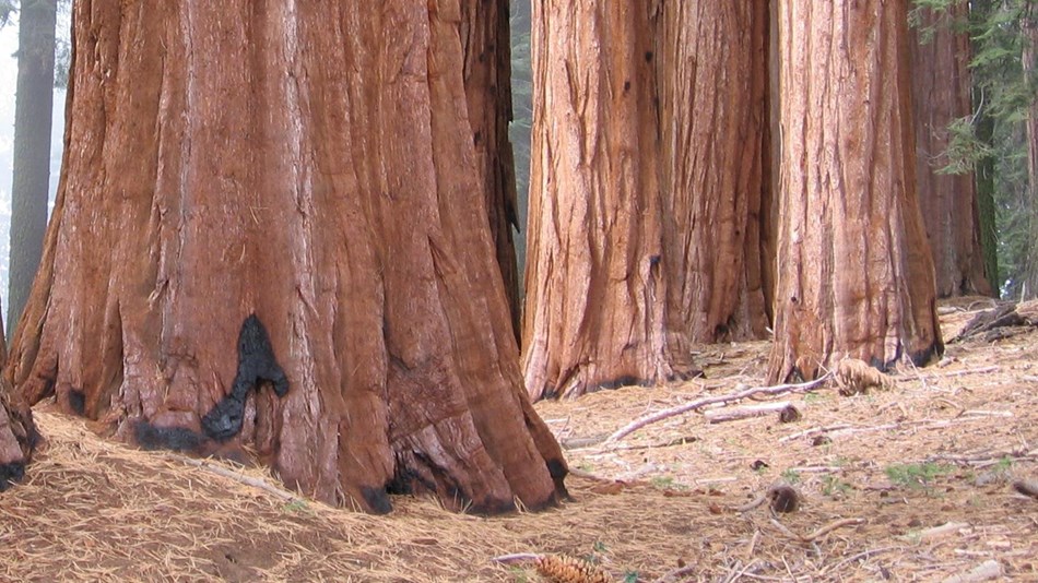 are dogs allowed at sequoia national park