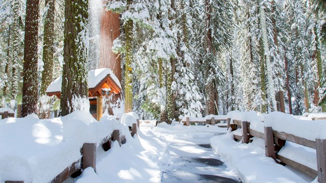 A snowy path to the General Sherman Tree. Photo by Kirke Wrench.