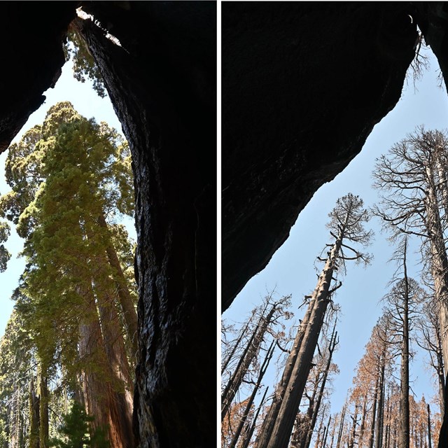 Two views from a sequoia fire scar: Sugar Bowl Grove before and after KNP Complex Fire