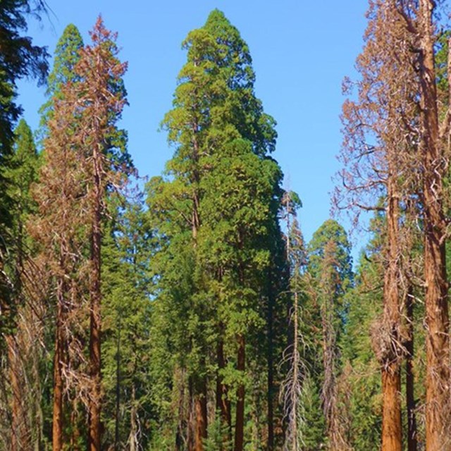 A grove giant sequoias, with standing dead and live trees.
