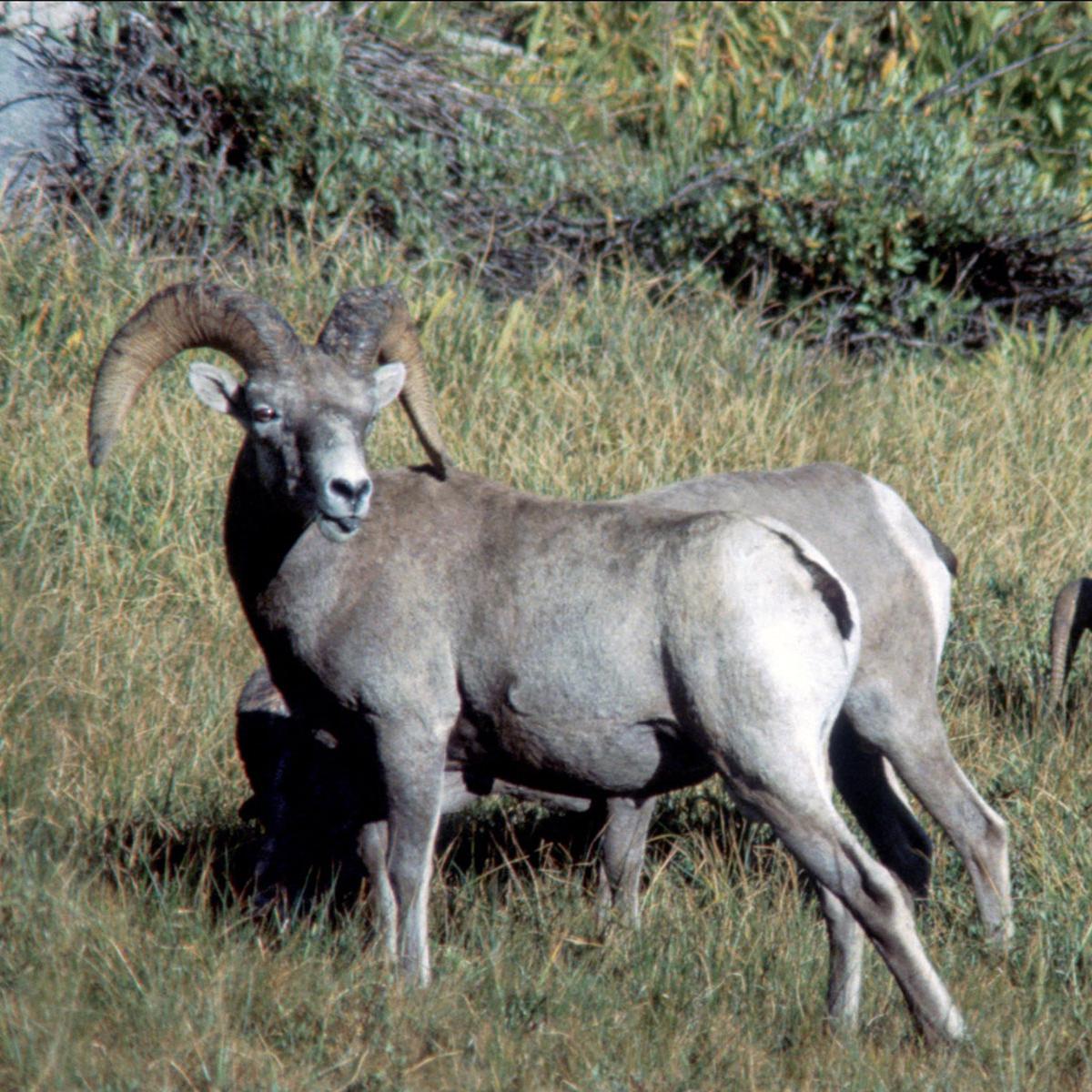 Sierra Nevada bighorn sheep rams. Photo: David Graber