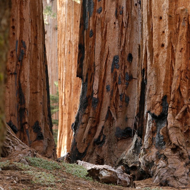 Large sequoia trunks with reddish bark