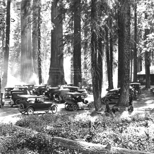 Early cars parked in the forest