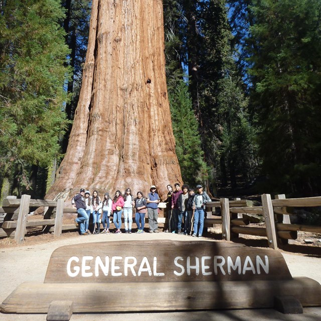 A group of students pose in front of a sequoia. A wooden sign in front reads 