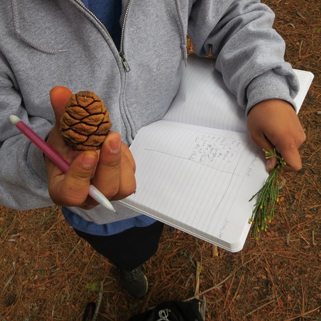 A close up of a student's hands holding a sequoia cone, a notebook, and sequoia needles