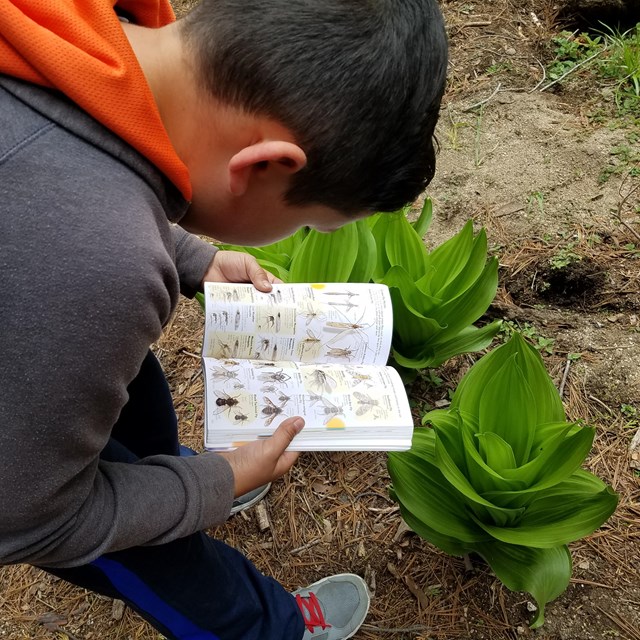 A child examines an identification guidebook in front of a plant