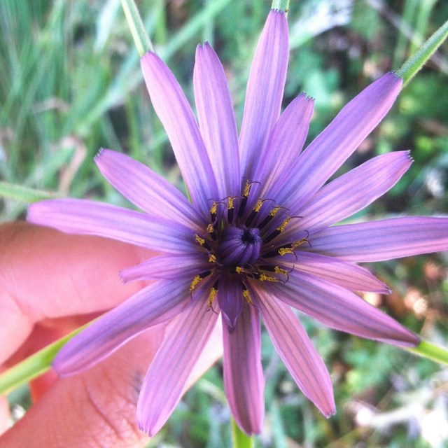 Close up view of a biologist holding a purple flower