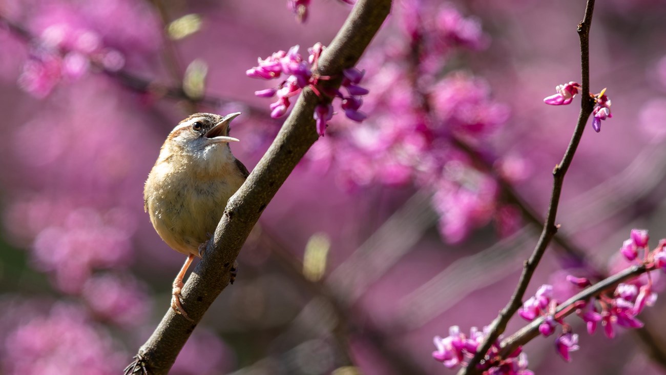 A small brown and white Carolina wren perches on a branch among redbud blossoms.