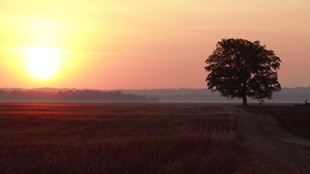 A tree sits alone in a field of crops with the sun creeping up over the horizon