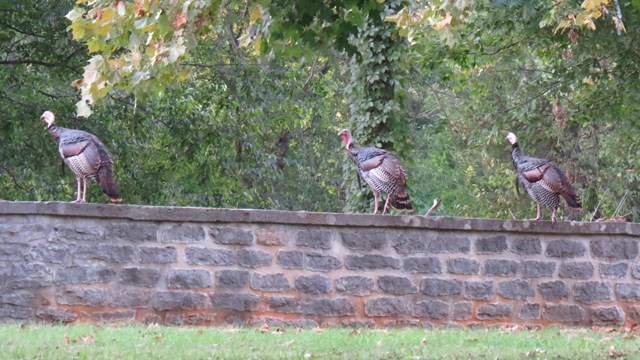 Wild turkeys perch of the national cemetery wall.