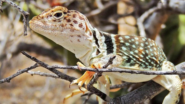 Eastern collared lizard