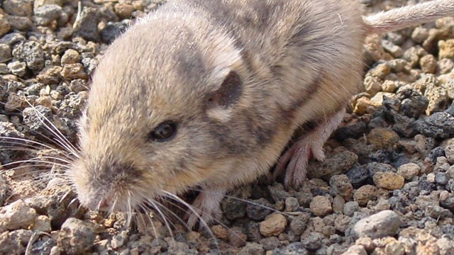 Arizona pocket mouse found during a mammal inventory