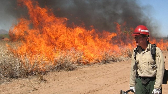 Experimental, controlled buffelgrass burn