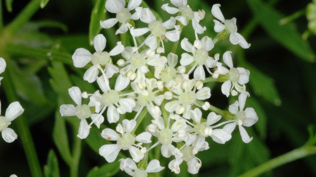 Close-up of poison hemlock flower