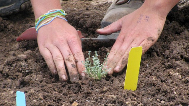 Hands gently finish planting a nursery-grown sentry milk-vetch