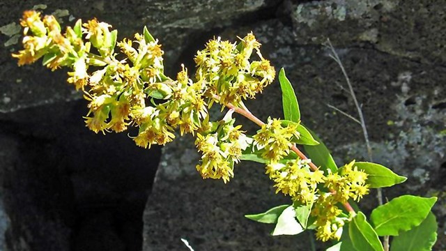 Blooming Capulin goldenrod