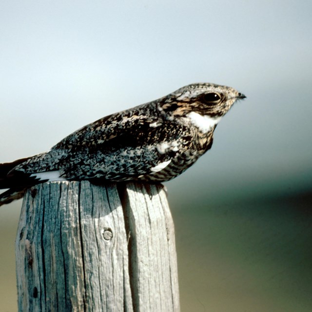 Common nighthawk resting on the top of a wood post.