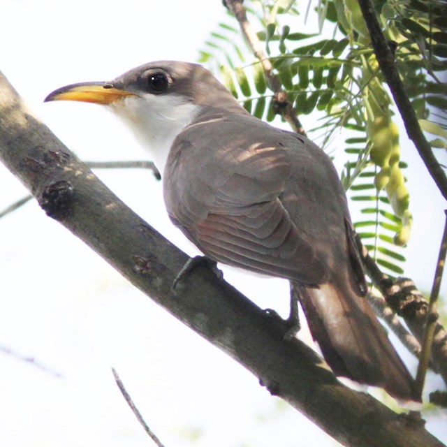 Yellow-billed cuckoo perched on a branch in the shade.