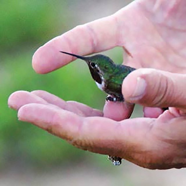 Two open hands cradling a hummingbird with a leg band about to fly off