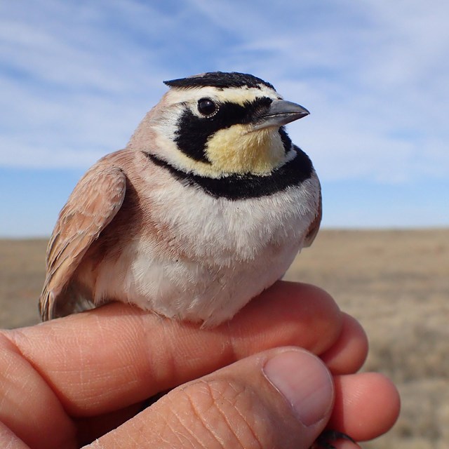 Horned lark being gently held in a person's hand