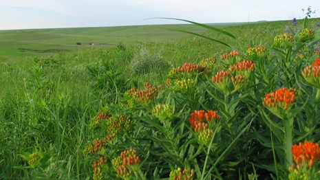 Tallgrass Prairie National Preserve U S National Park Service