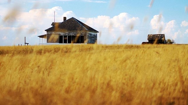 Golden grass in foreground with building in background and blue sky