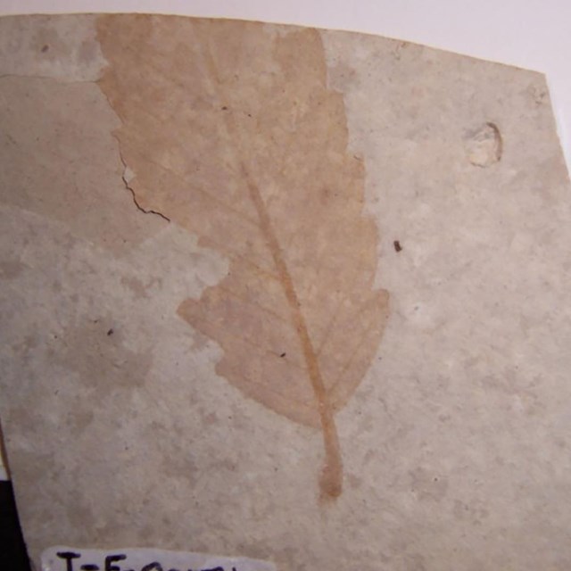 A fossil leaf from Florissant Fossil Beds. NPS Photo