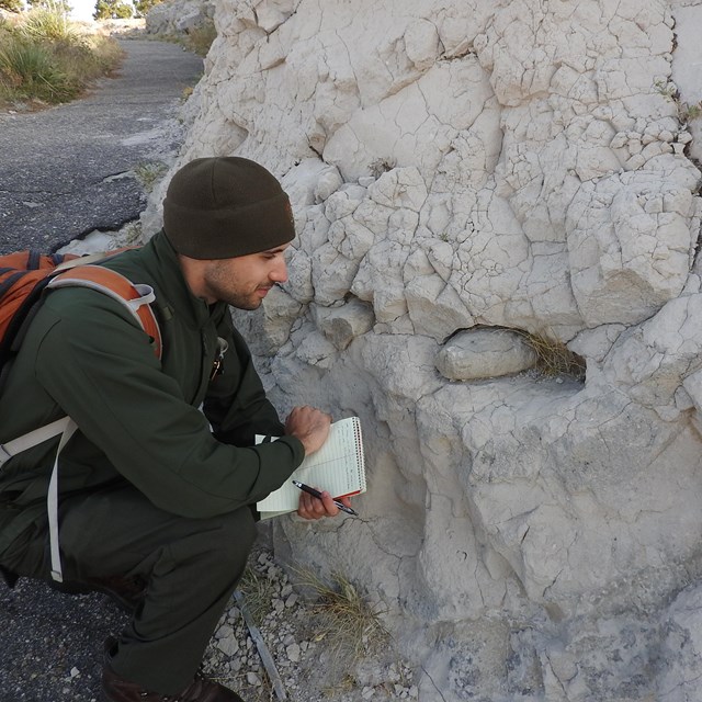 A park ranger inspects a pipy concretion that is weathering out of the surrounding sandstone. 
