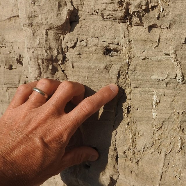Vertical lines of light-colored material are seen surrounded by slightly darker sandstone. 