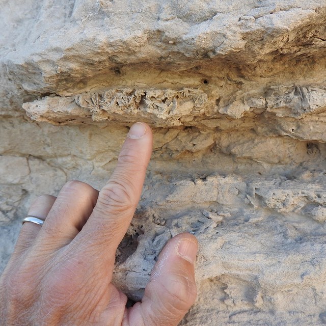 A finger points to a layer of crystals embedded in layers of sandstone.