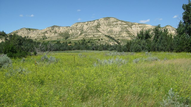 A field of grass and sagebrush framed by striped buttes, background.