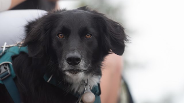A black dog looks directly at the camera.