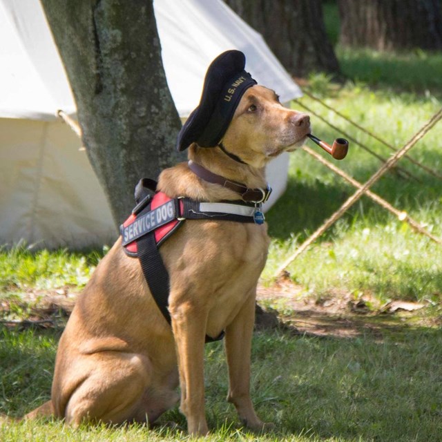 a service dog with pipe and hat and vest