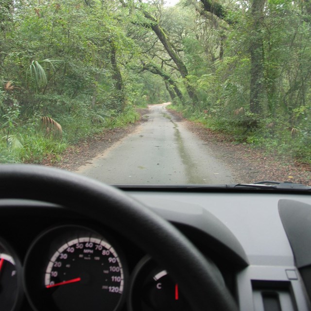 car driving down road linned with canapy of trees from driver perspective 