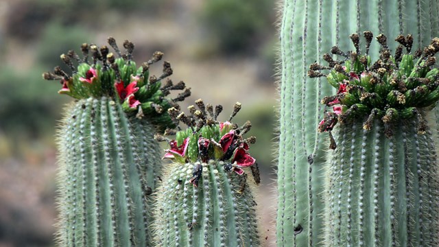 A saguaro cactus with its red fruits opening up.