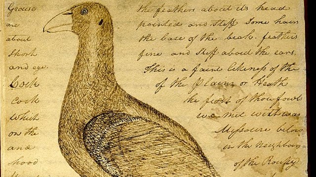 drawing and description of a sage grouse from Clark's journal