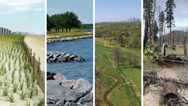 4 images: grasses on beach, river with rocks, stream near city, felled frees in burned forest