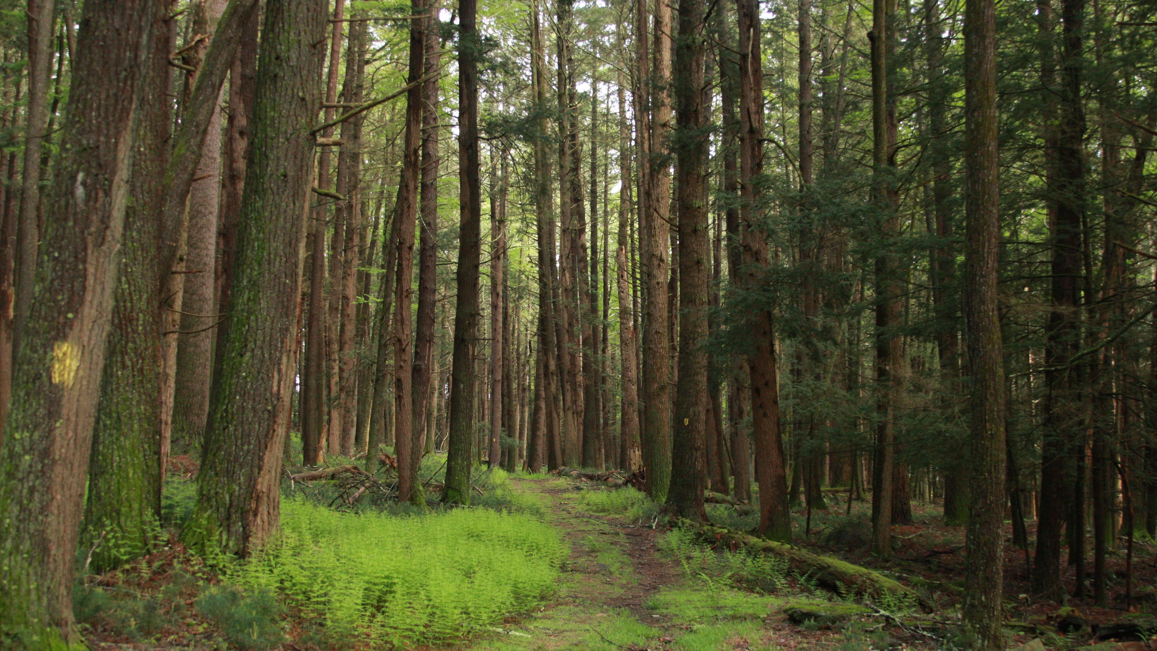 Mossy forest trail surrounded by towering hemlock trees.