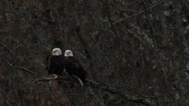 Pair of bald eagles perch on branch together, huddling as snow lightly falls.