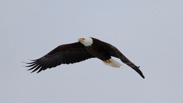Bald eagle in flight against pale blue-white sky. Its dark wings are in downbeat. 