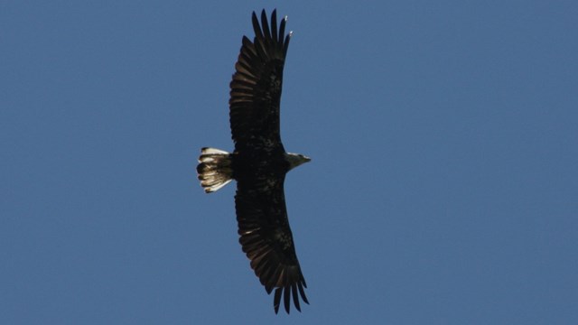 Eagle in flight silhouetted against blue sky