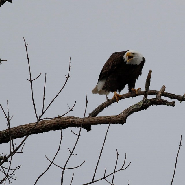Adult bald eagle perched on branch against cloudy sky. Eagle faces the camera in mid-screech.