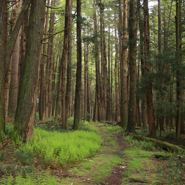 Mossy forest trail surrounded by towering hemlock trees.